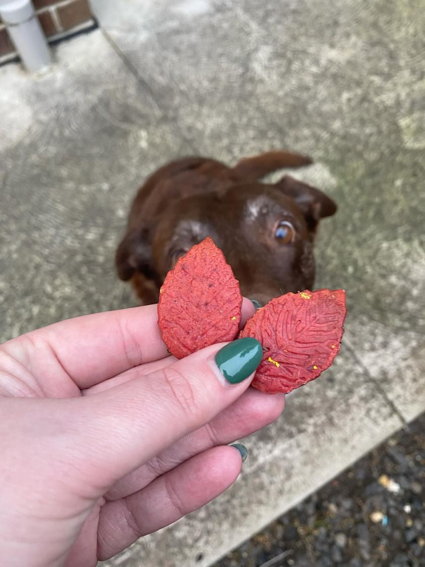 Autumn Leaves Bikkies
