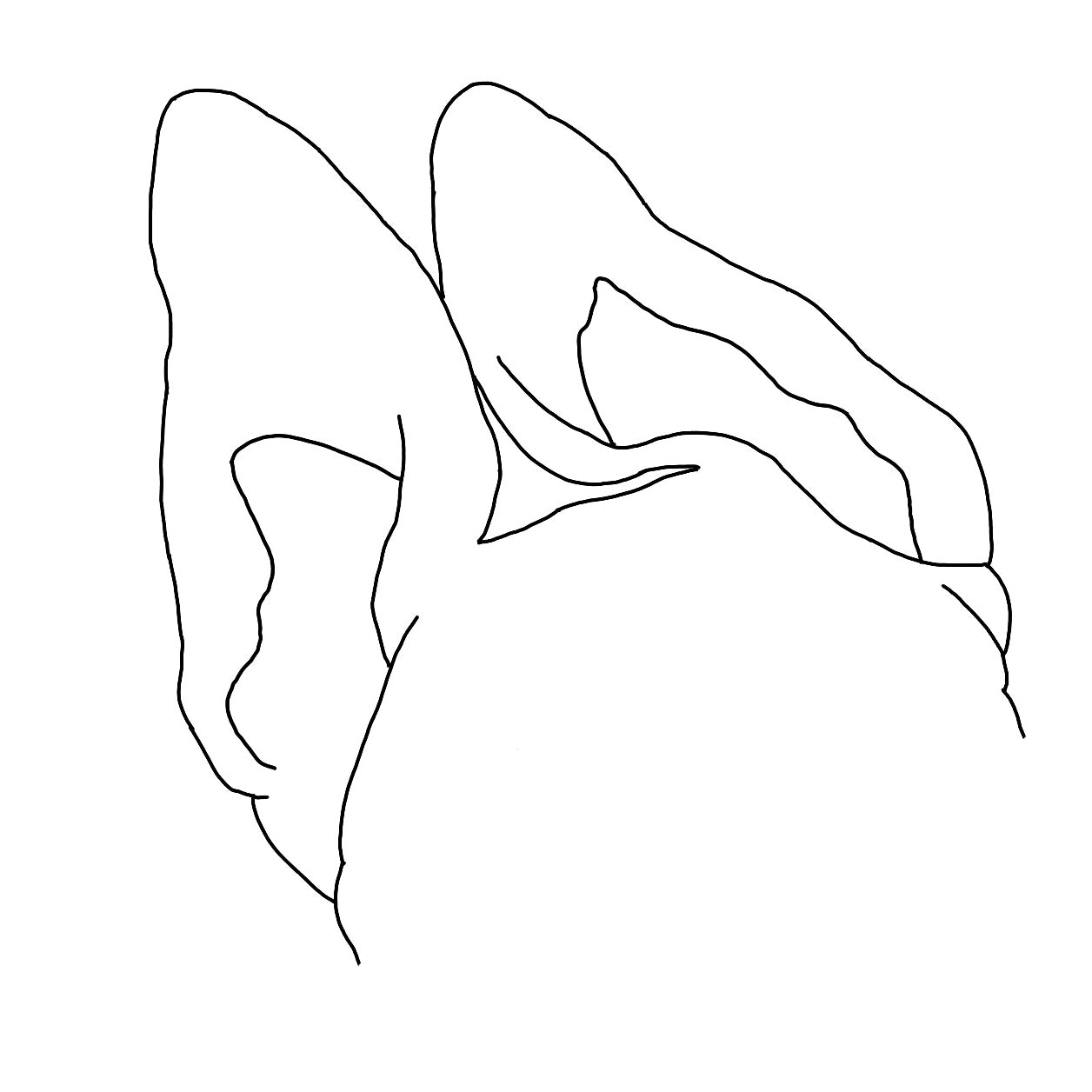Pet Ear Portrait