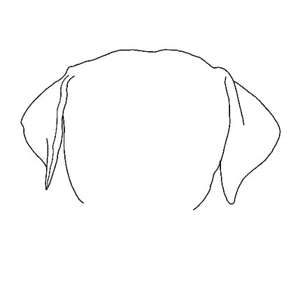 Pet Ear Portrait
